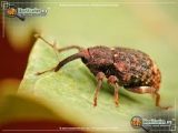 Insects Out Of the House