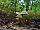 Magic Mushrooms