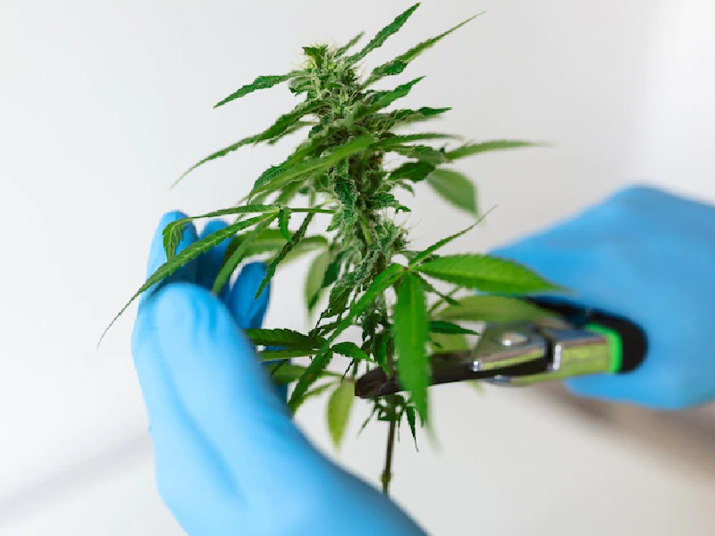 marijuana equipment financing