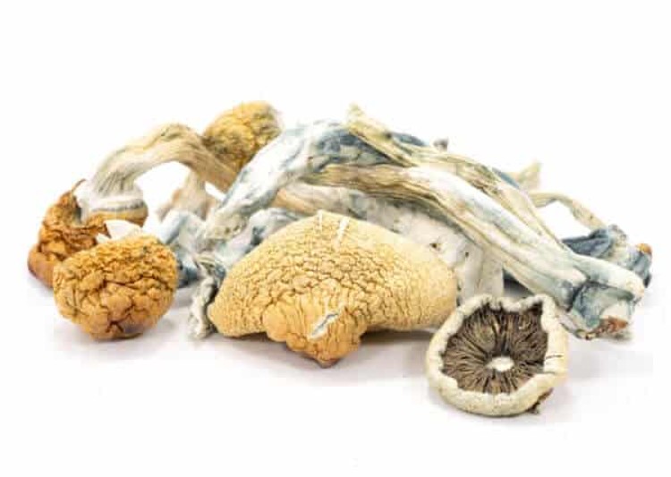 Exploring The Amazing Benefits Of Blue Meanies Mushrooms
