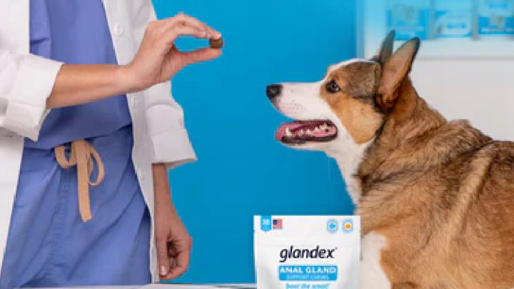Anal Gland Supplements: A Simple Way To Keep Your Pet Healthy