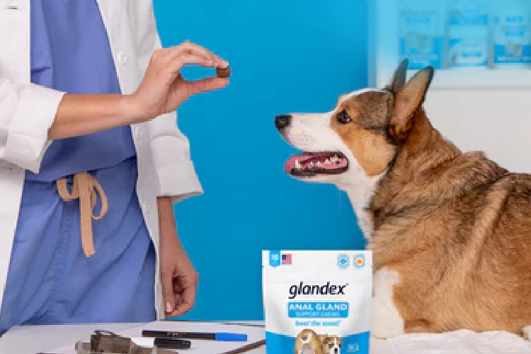 Anal Gland Supplements: A Simple Way To Keep Your Pet Healthy