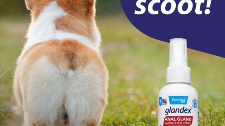 What Are The Benefits Of Anal Gland Supplements?
