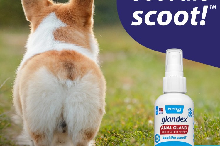 What Are The Benefits Of Anal Gland Supplements?