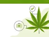 virginia medical marijuana card