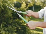 tree pruning service