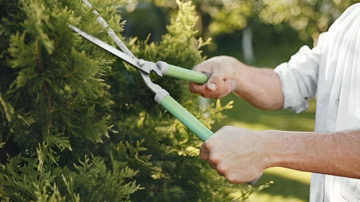 Maximizing Your Landscape With Professional Tree Pruning Service