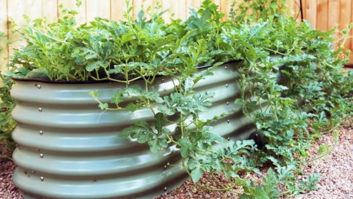 Gardening Simplified: Explore Raised Garden Beds For Sale