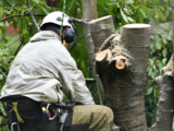 Certified Arborists California