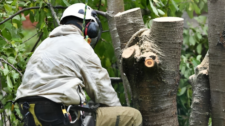 Elevate Your Tree Care with Certified Arborists In California