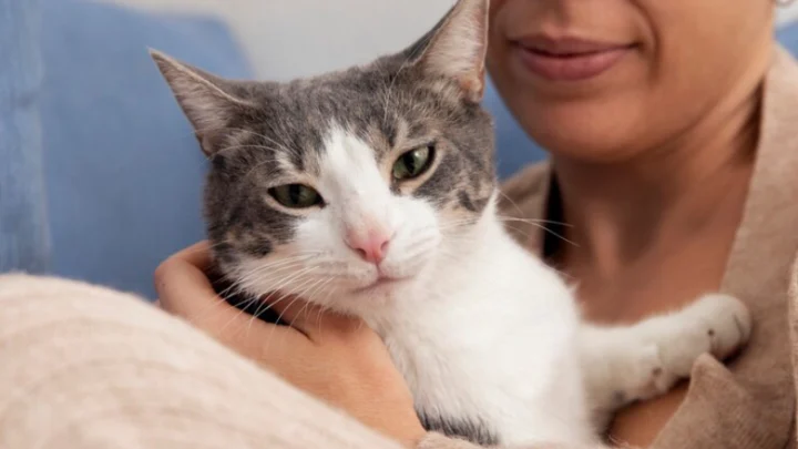 Manténgase A Salvo De Su Mascota Utilice Estos Remedios Caseros Para La Alergia A Los Gatos