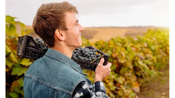 Ultimate Guide To Wine Tasting Tours Exploring Top Vineyards