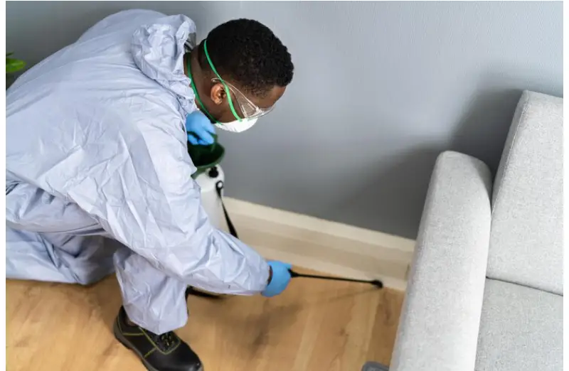 How to Find the Best Cockroach Exterminator in Toronto?