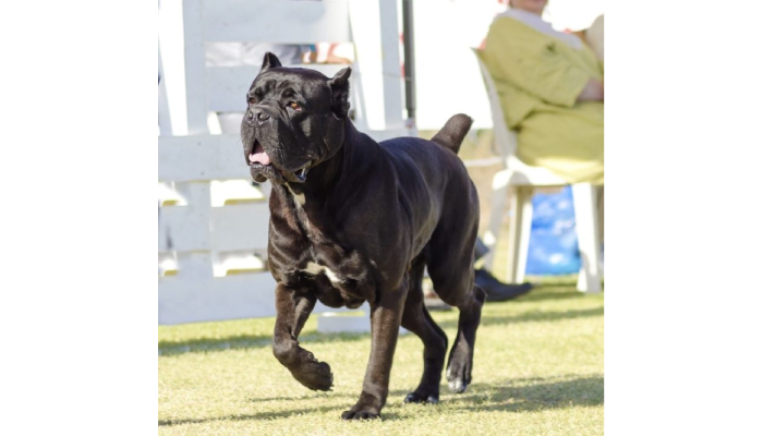 How to Prepare for a Dog Behavior Expert Witness Testimony?